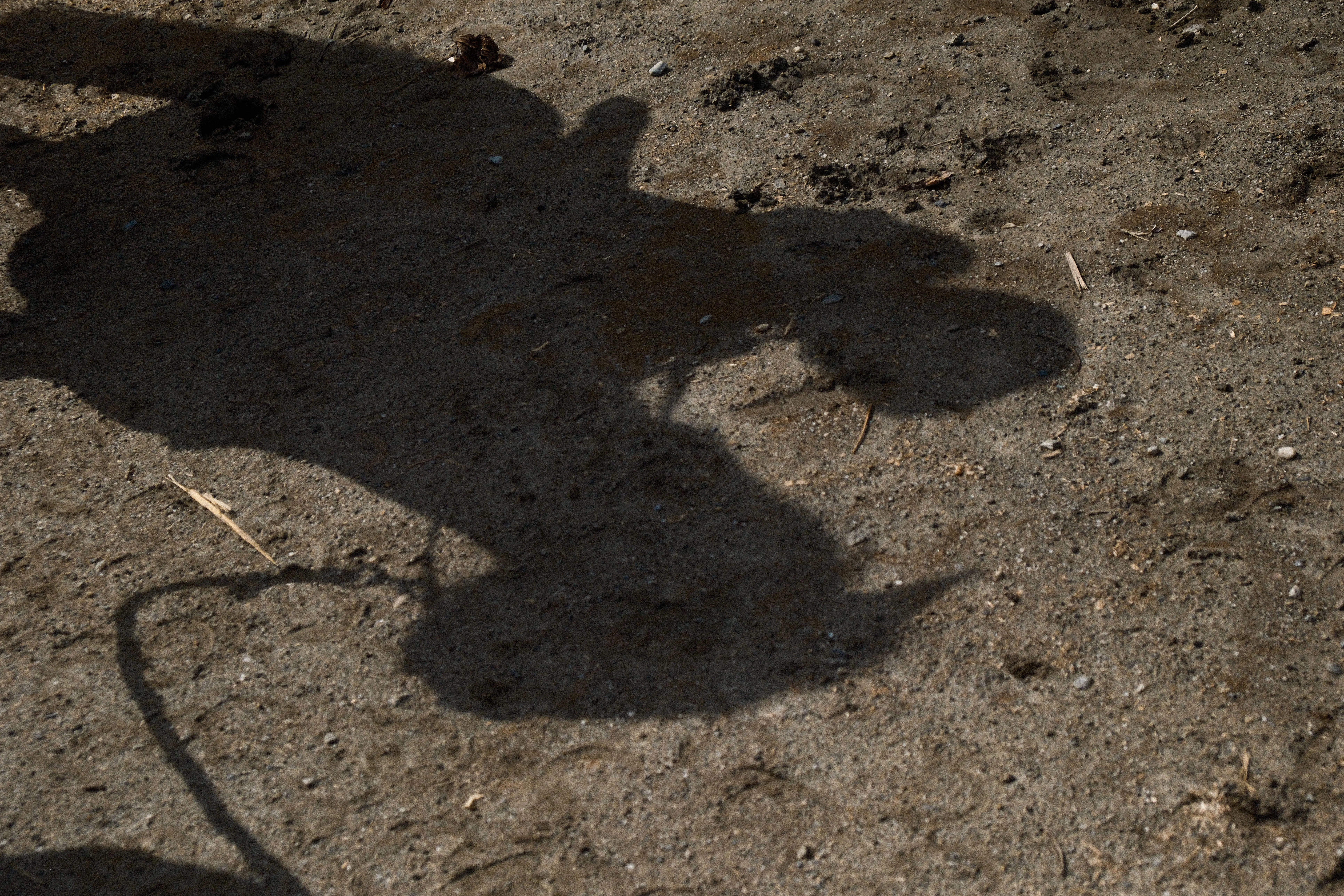 Silent on Horseback - Image 3