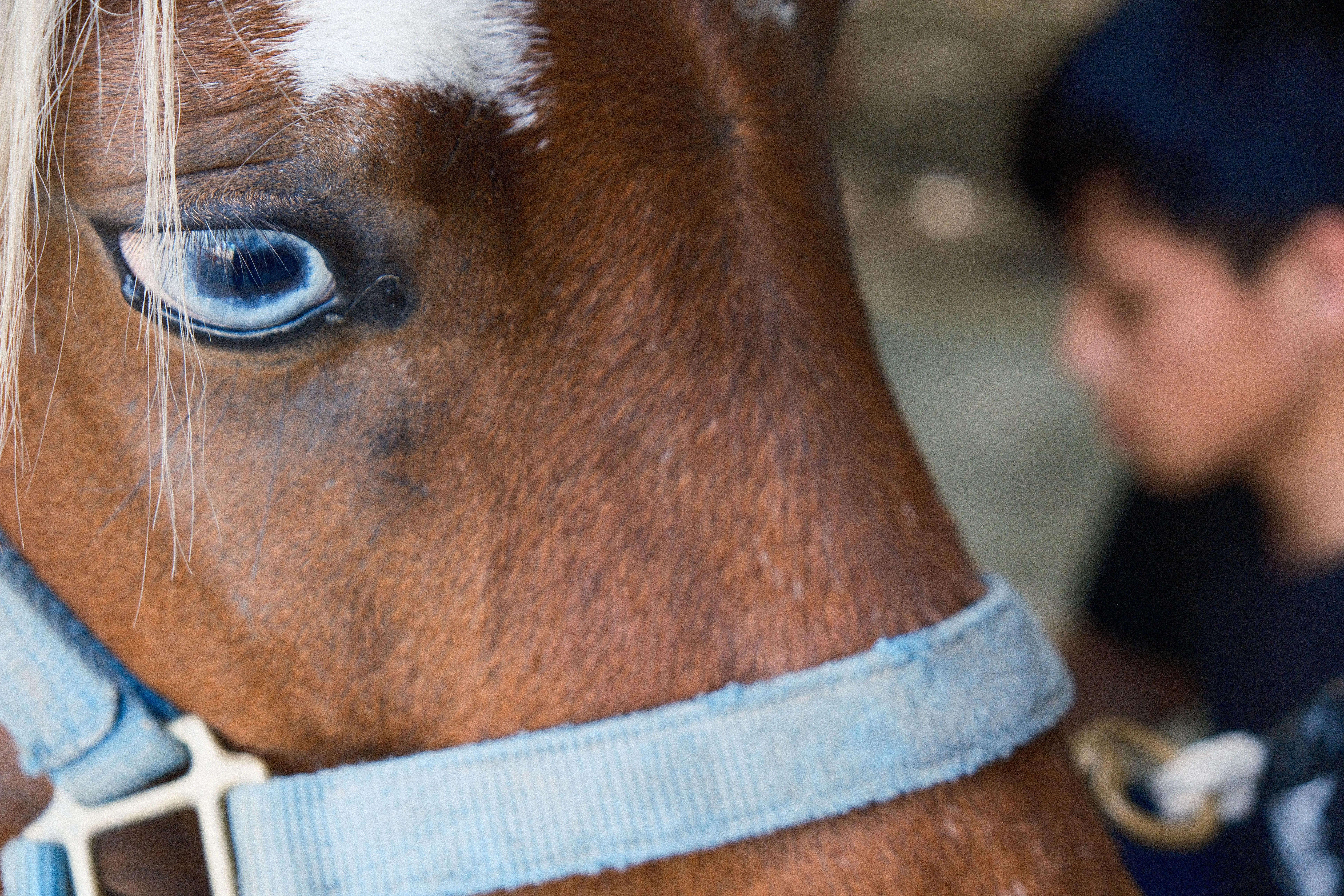 Silent on Horseback - Image 12